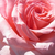 Roze - Floribunda roos - Erzsébet királyné emléke